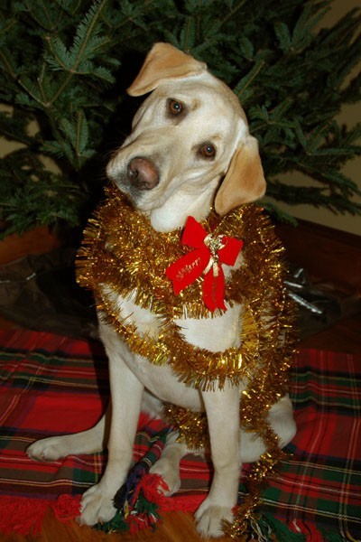 Ruby Decorated (2005).jpg